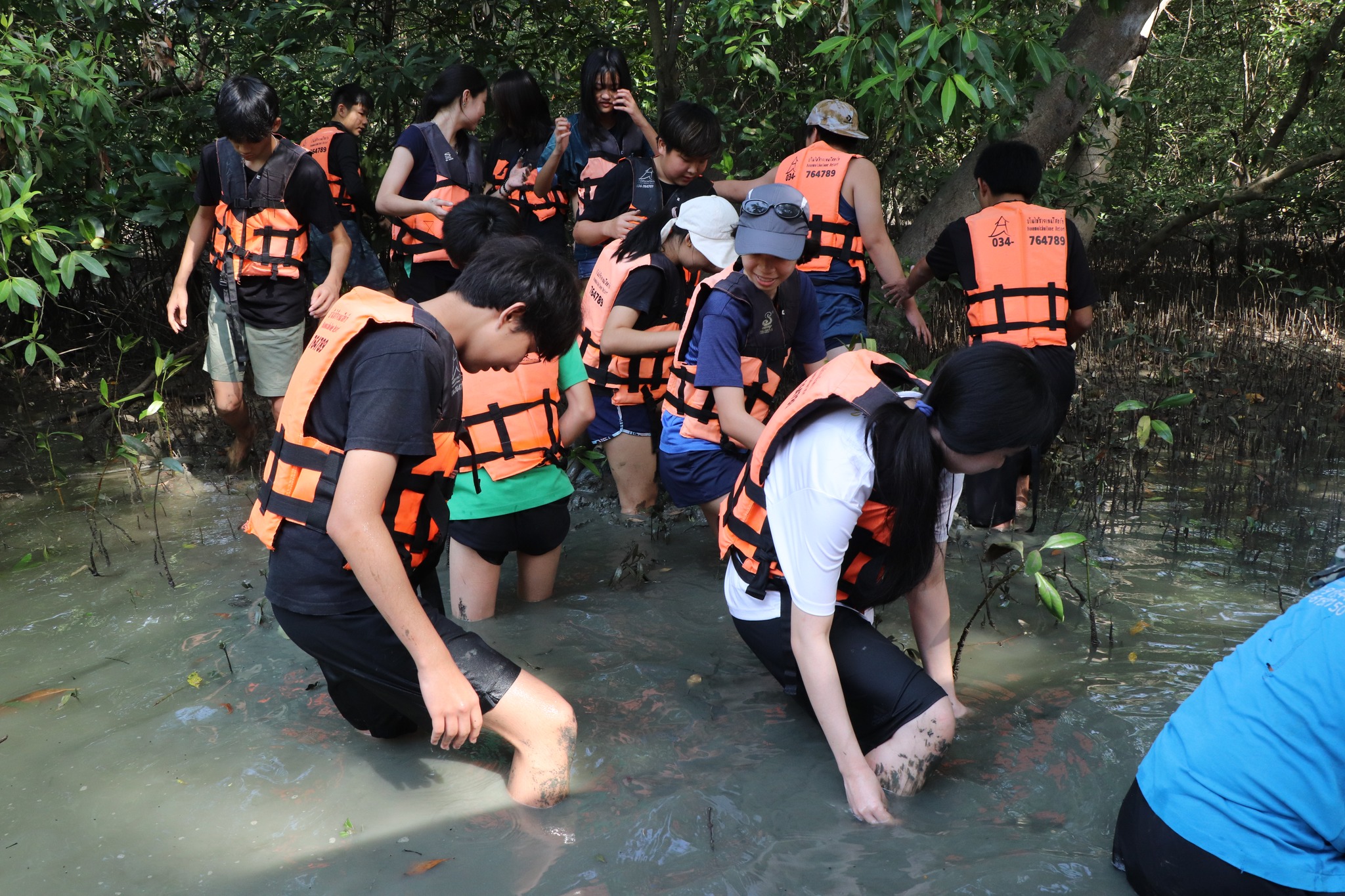 Mangrove Planting